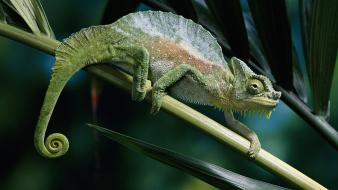 Nature leaves chameleons reptiles wallpaper