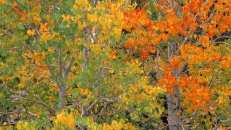 Nature trees autumn (season) california aspen