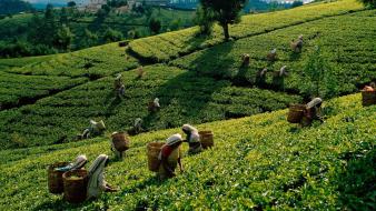 Tea harvest asia sri lanka wallpaper