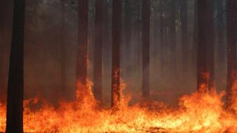 Trees forest fire burning wallpaper