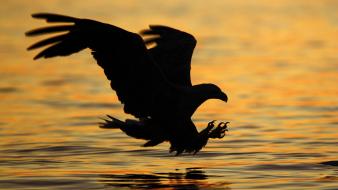 Water sunset nature birds silhouette eagles norway wallpaper