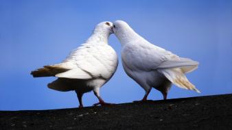 Animals doves affection birds wallpaper