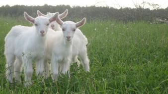 Animals goats baby wallpaper