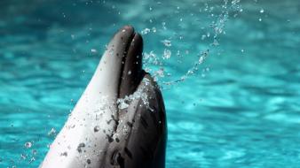 Animals water drops dolphins splashes wallpaper