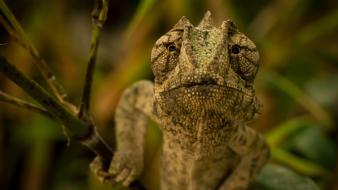 Close-up chameleons reptiles wallpaper