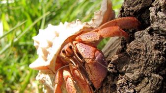 Crustacean hermit crabs wallpaper