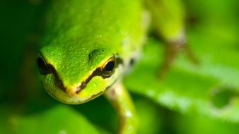 Green close-up animals frogs macro wallpaper