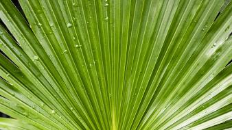 Green water drop plants palm leaves wallpaper