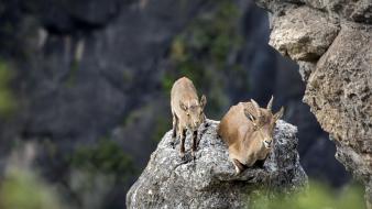 Mountains animals goats wallpaper