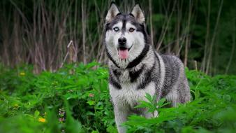 Nature animals grass dogs husky siberian