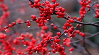 Red rain water drops macro berries branches wallpaper