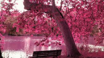 Trees purple bench lakes wallpaper