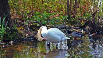 Water forest ducks swans reflections birds wallpaper