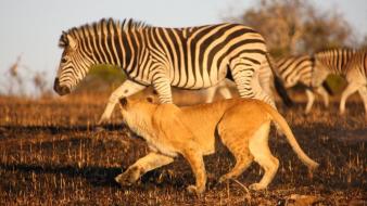 Zebras africa lions safari wallpaper