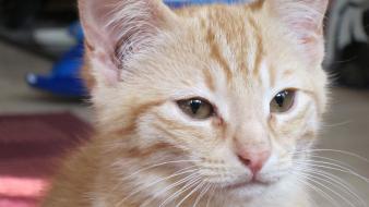 Close-up cats animals yellow eyes feline kittens baby wallpaper