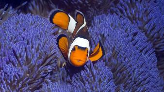 Fish clownfish sea anemones wallpaper