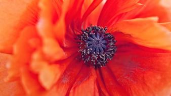 Flowers macro pollen red poppies wallpaper