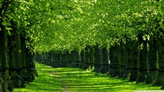 Green nature trees wallpaper