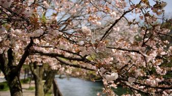 Japan cherry blossoms flowers spring (season) flowered trees wallpaper