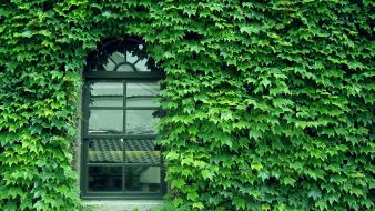 Japan nature leaves window panes wallpaper