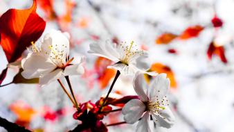 Nature flowers blossoms white blurred background wallpaper