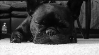 White animals sleeping french bulldog domestic dog wallpaper