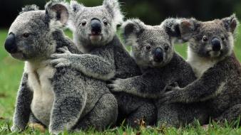 Animals koalas australia wallpaper