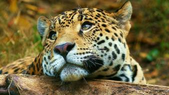 Animals leopards wallpaper