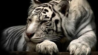 Animals tigers wallpaper