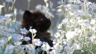 Black flowers cats blue eyes kittens wallpaper