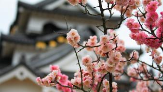 Blossoms flowers spring (season) bokeh blurred background wallpaper