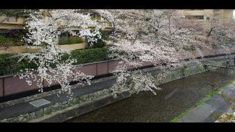 Cherry blossoms flowers spring (season) flowered trees wallpaper