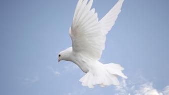 Clouds nature white birds skyscapes dove wallpaper