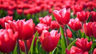 Europe tulips holland amsterdam dutch the netherlands wallpaper