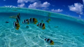 Fish underwater split-view wallpaper