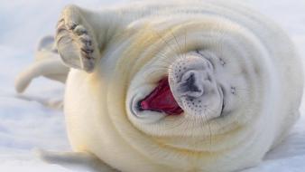 Floor white seals funny laughing wallpaper