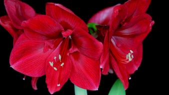 Flowers blossoms lilies red wallpaper