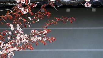 Japan cherry blossoms flowers wallpaper