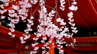 Japan cherry blossoms flowers spring (season) asian architecture wallpaper
