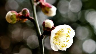 Japan cherry blossoms flowers spring (season) bokeh white wallpaper