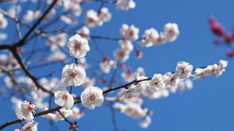 Japan cherry blossoms flowers spring (season) white wallpaper