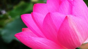 Japan flowers lotus flower pink wallpaper