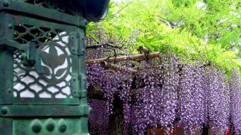 Japan flowers wisteria wallpaper