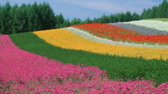 Japan multicolor flowers fields spring (season) meadows wallpaper