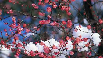 Japan snow cherry blossoms flowers spring (season) pink wallpaper