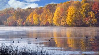 Landscapes nature ducks lakes