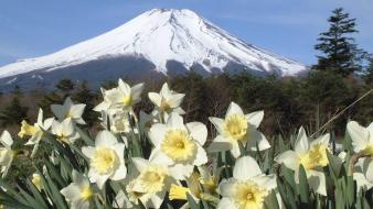 Mount fuji flowers spring (season) daffodils white wallpaper