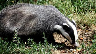 Nature animals badgers wallpaper