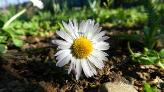 Nature flowers macro white wallpaper