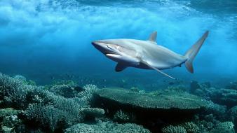 Predator fish sharks coral underwater reef world small wallpaper
